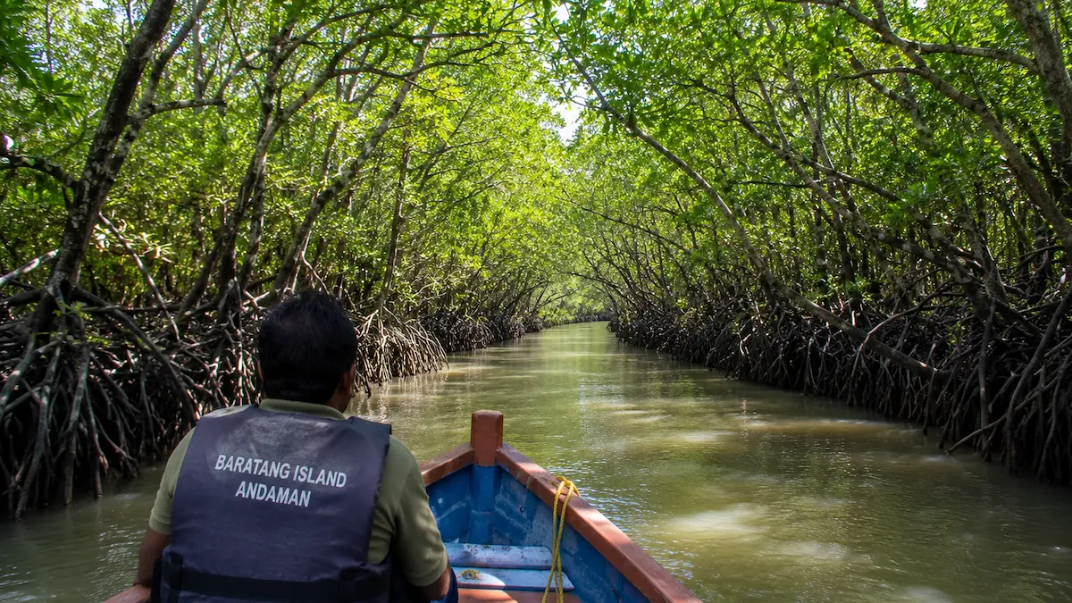 Baratang Island: The Hidden Adventure Most Travellers Miss Baratang Island mangrove boat ride through a narrow creek surrounded by lush mangrove forest in the Andaman Islands.